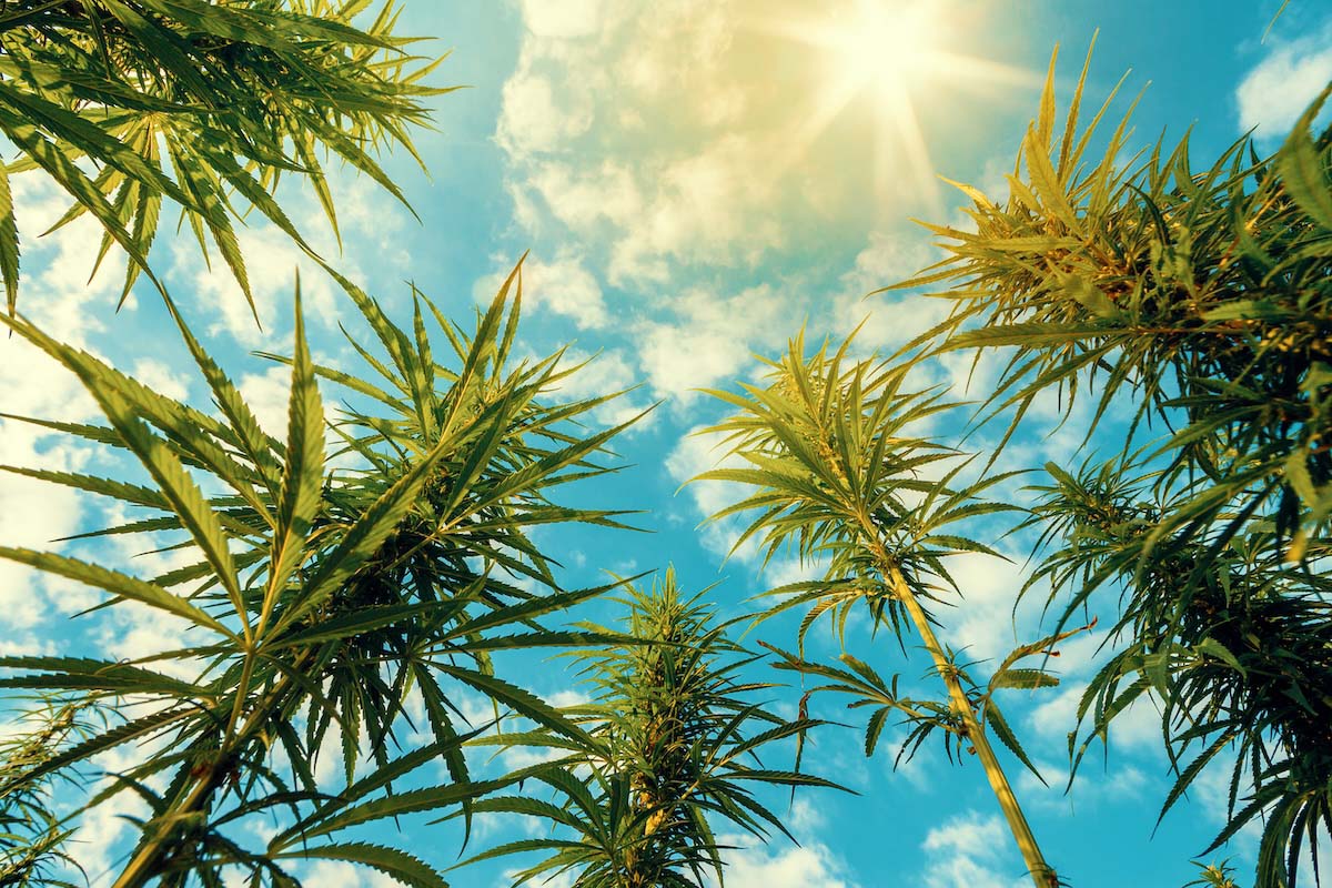 Tips from The Leaf El Paseo: Incorporating cannabis into your summer vacation plans